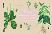 Vintage botanical medical plants, a Healthcare Illustration by LABFcreations (Thumbnail 5 of 6)