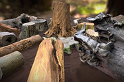 Forest Elements, an Environmental 3D Model by Beatheart Creative Studio (Thumbnail 7 of 25)