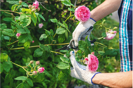 gardener man pruning tea rose shears