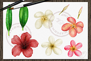 Tropical Big Pack Watercolor Clip, a Decorative Illustration by DioFlow (Thumbnail 13 of 26)