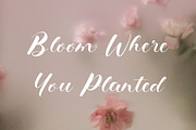 Bellasyet - Fancy Signature Font, a Script Font by Dhabee (Thumbnail 15 of 15)