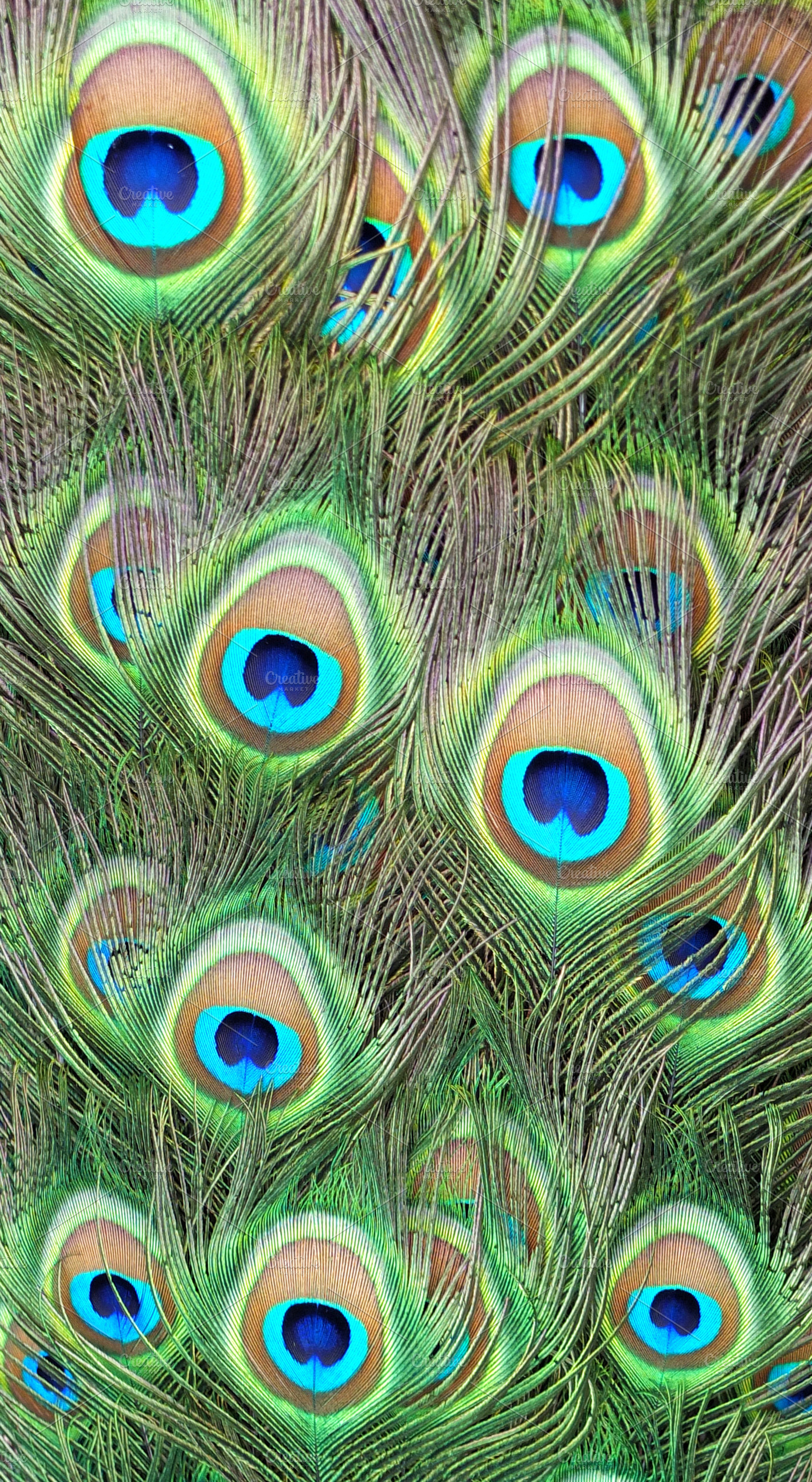 Peacock Feathers Containing Animal Animal Themes And Backdrop