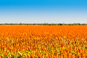 Sorghum, a Nature Photo by THP Creative