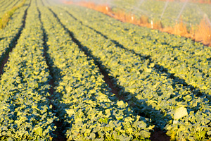 Lettuce Farm, a Nature Photo by THP Creative