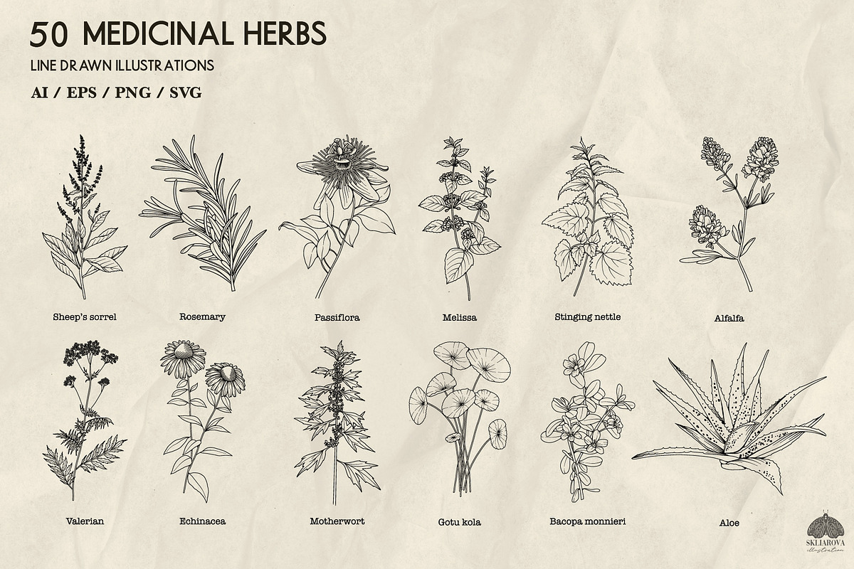 Medicinal Herbs line art + Procreate, an Illustration by Skliarova (Photo 2 of 5)