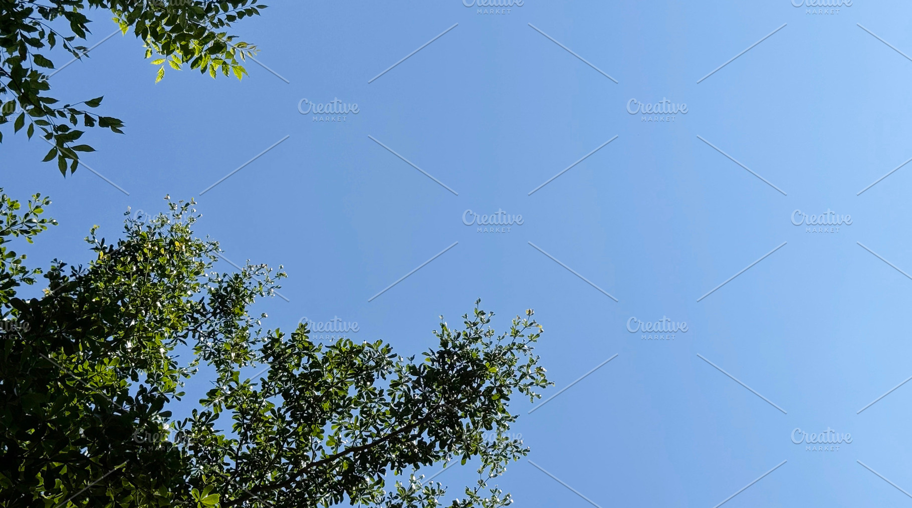 Black Afara with blue sky, a Nature Photo by ArtBackground