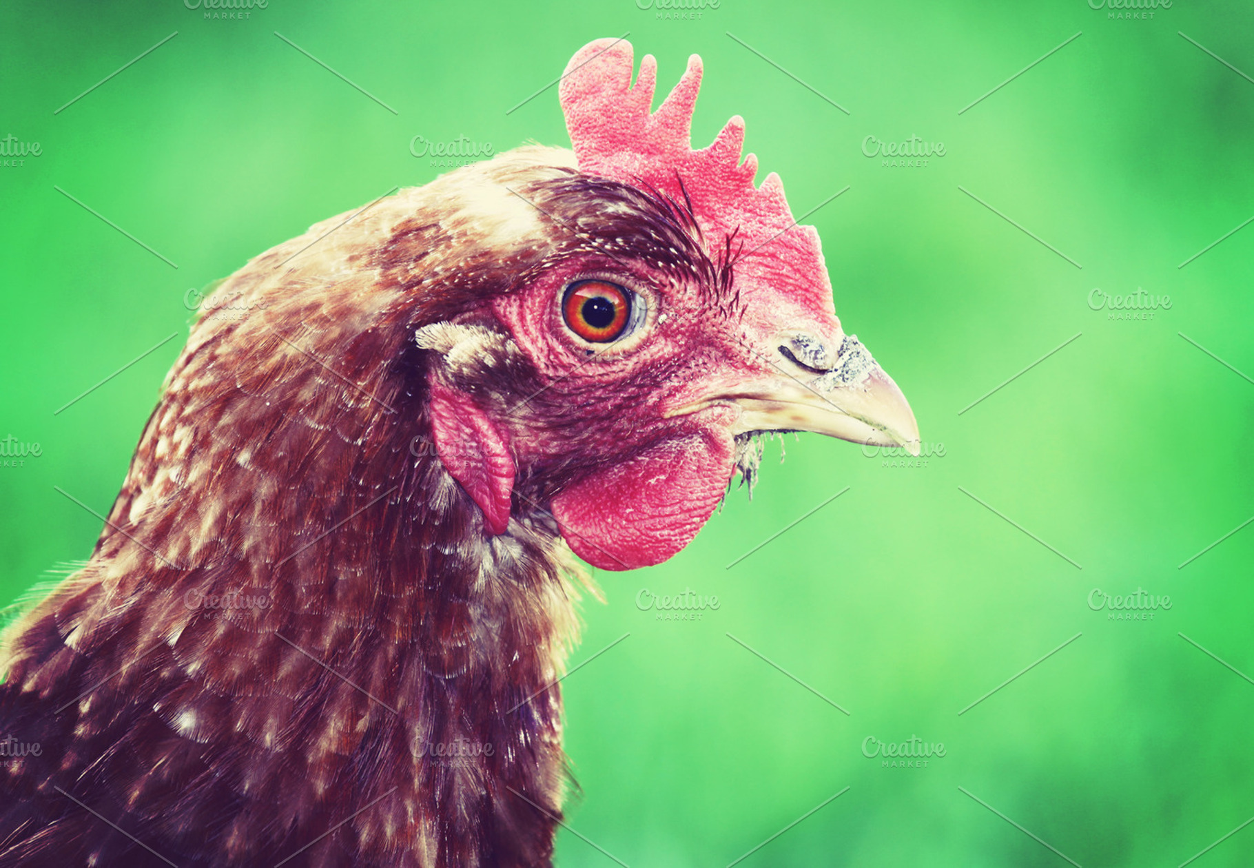Chicken head, an Animal Photo by BOOCYS