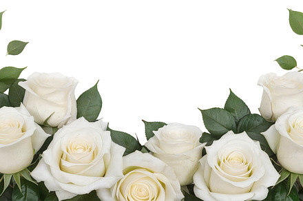 rose flowers transparent background