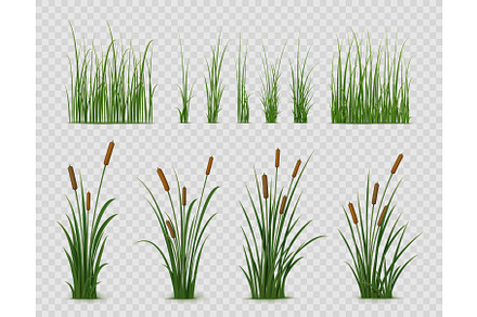 Realistic reed, sedge or grass, an Object Illustration by Vector Tradition