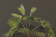 The Chinese Palm Bush, a Plants & Tree 3D Model by FuturePastCreatives (Thumbnail 2 of 7)