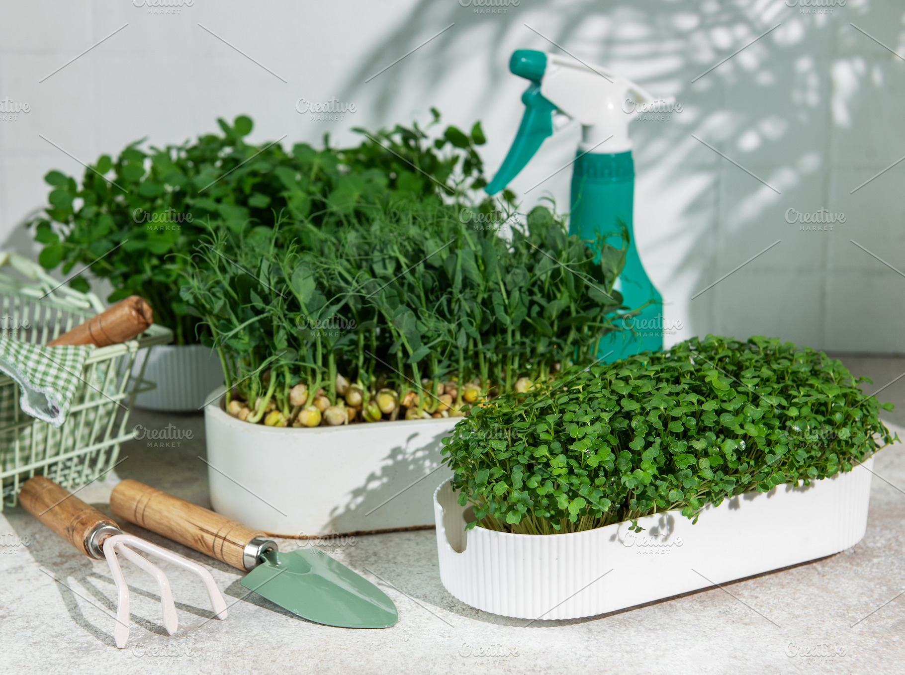 Growing fresh microgreens and seedlings for healthy eating, a Food & Drink Photo by Olena Rudo