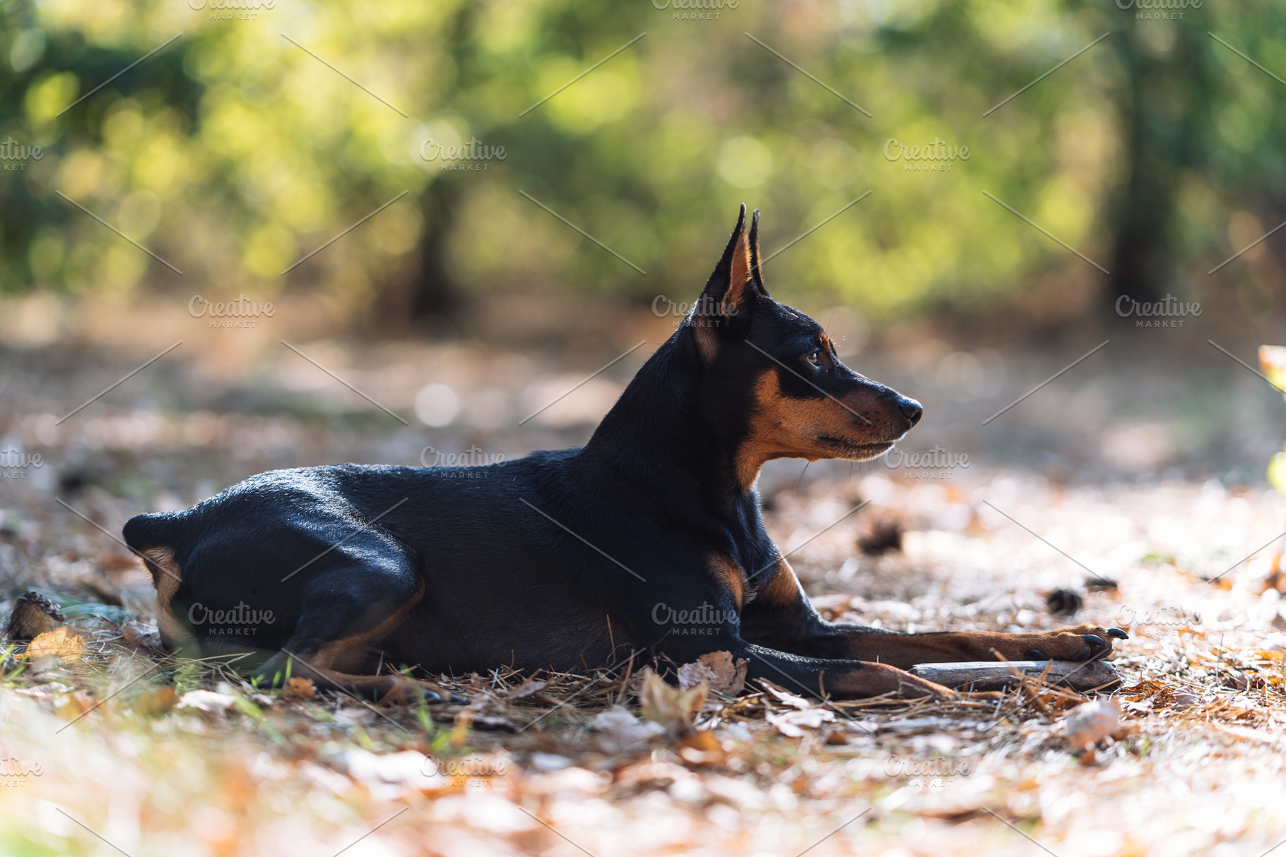Miniature Pinscher Lying on Forest Ground in Natural Light, an Animal Photo by Red Hot Chili Pepper Shop