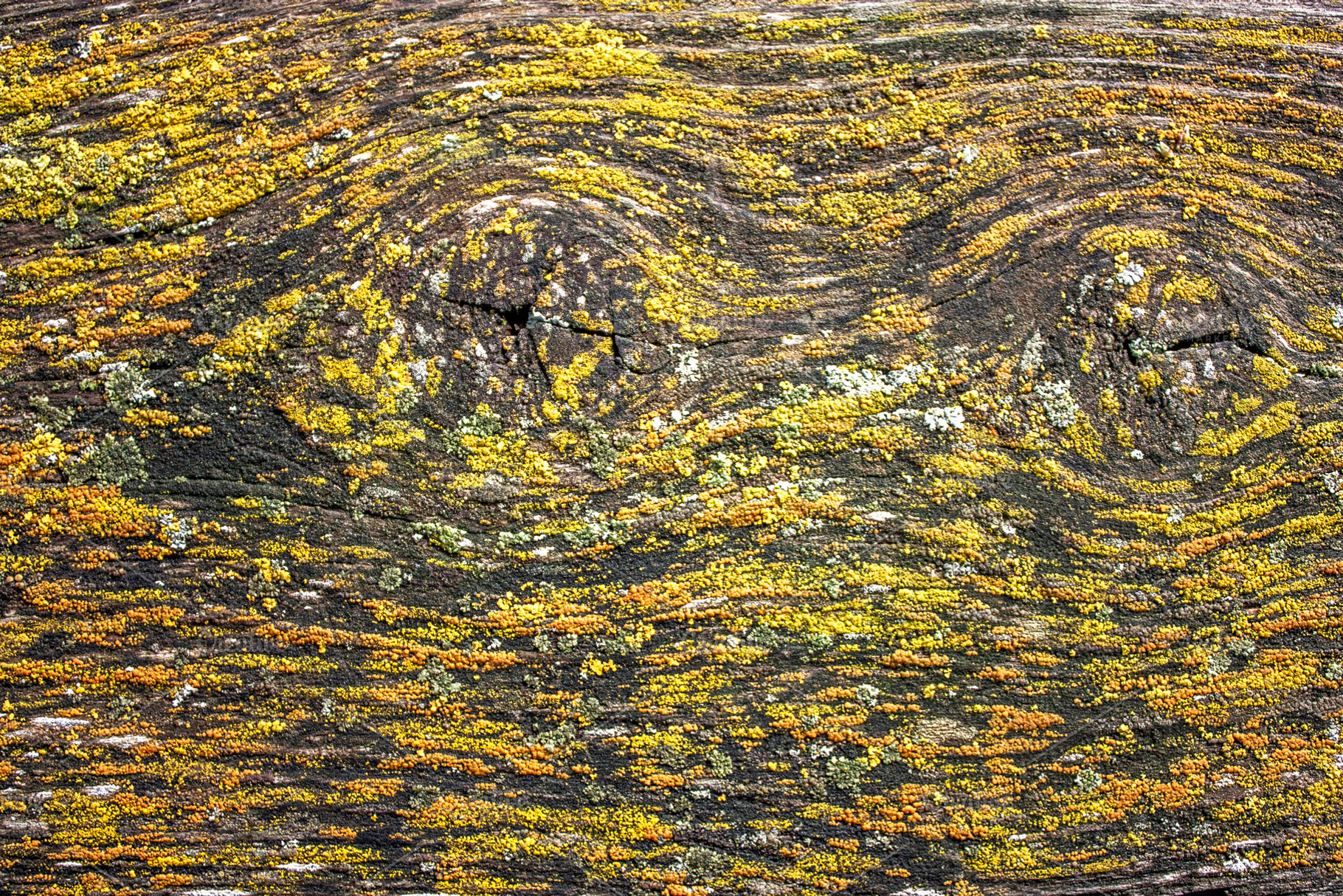 Natural organic background, an Abstract Photo by Schreibikus
