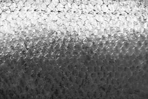 Salmon fish scales, a Photo by saiko3p