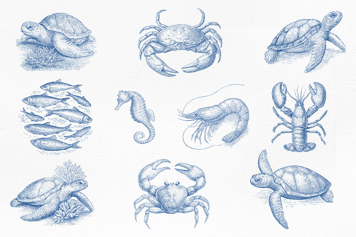 Vintage Marine Life Illustration Set, an Animal Illustration by NatalieArtShop (Photo 8 of 20)