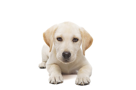 puppy labrador isolated on white bac, an Animal Photo by AlexBush