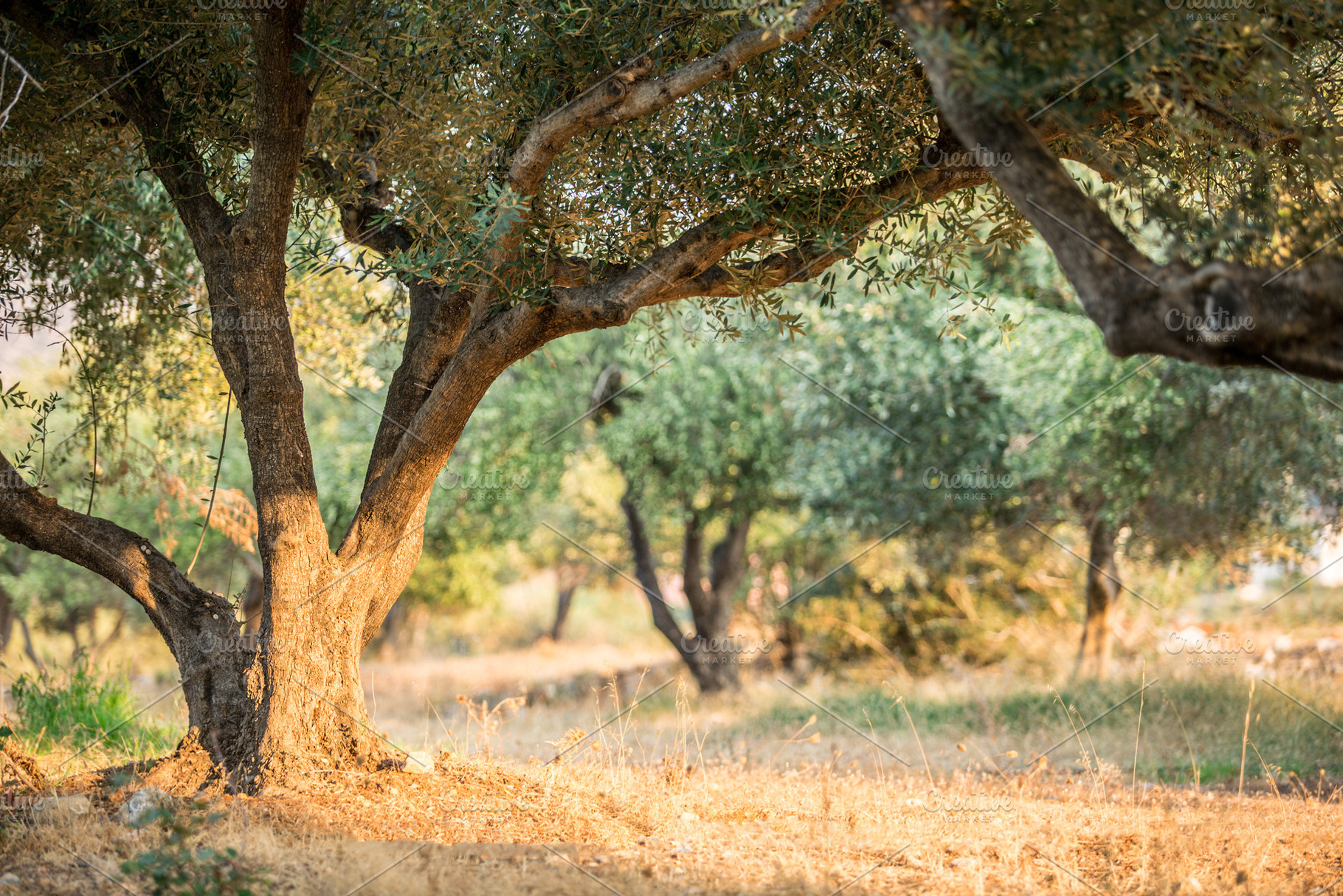 Olive trees garden., a Nature Photo by Volff