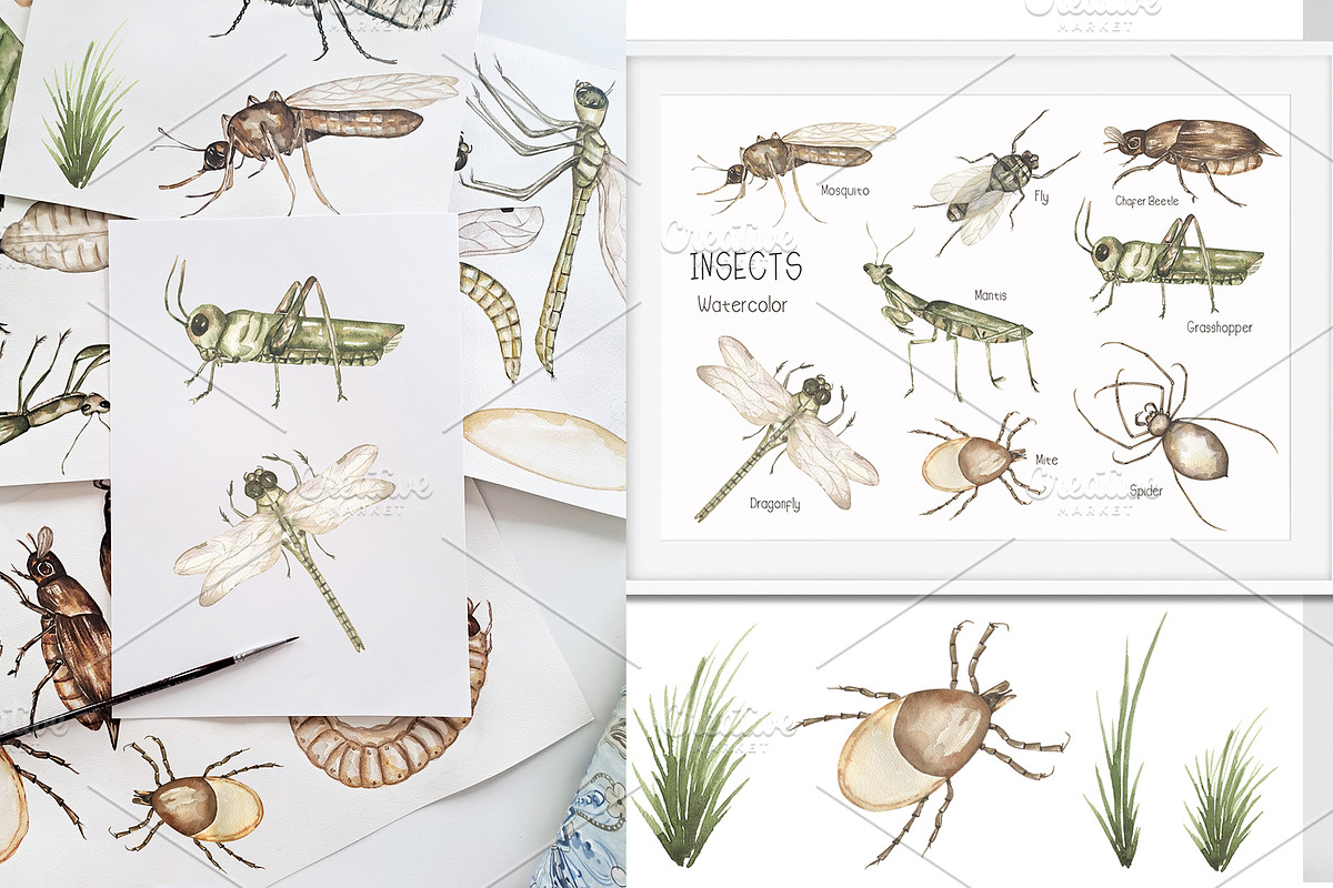 Watercolor Life Cycle Bundle 2, an Education Illustration by MayaNavits (Photo 9 of 14)