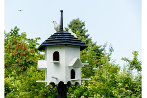 White doves perched atop a, a Nature Photo by Backyard Stock