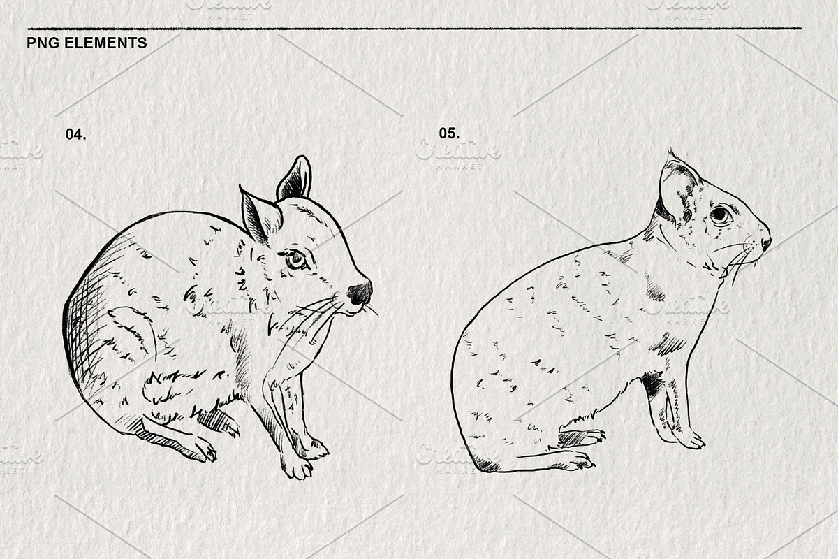 Sketches of the Mara animal in PNG, an Animal Illustration by LOKSKIH (Photo 4 of 6)