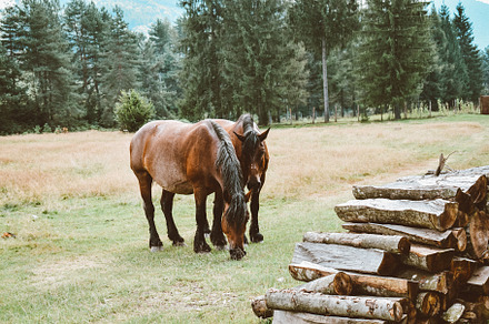 Close-up of wild horses