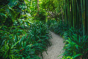 Pathway with bamboos in the park, a Nature Photo by Alpine Dreams