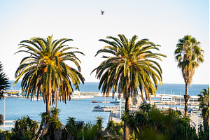 Vibrant palm trees framing a sunny, a Nature Photo by volodymyrshtun13795