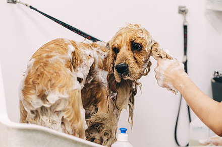 The groomer washes the dog in the bathroom., an Animal Photo by Rov.7