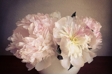Peonies in Vase, a Nature Photo by Greyboy Pet Prints