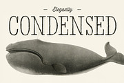 Wynona, a Serif Font by William Hastings (Thumbnail 3 of 8)