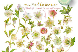 White Hellebore-Floral Clipart