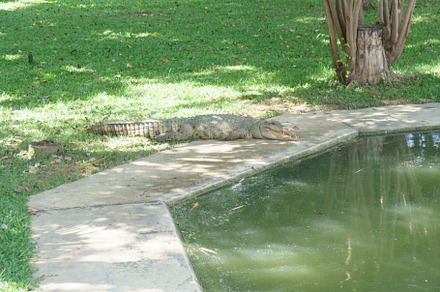 A crocodile rests on bank near tranquil pond, surrounded by lush green grass an, an Animal Photo by a454