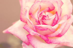 Blushing Rose Detail