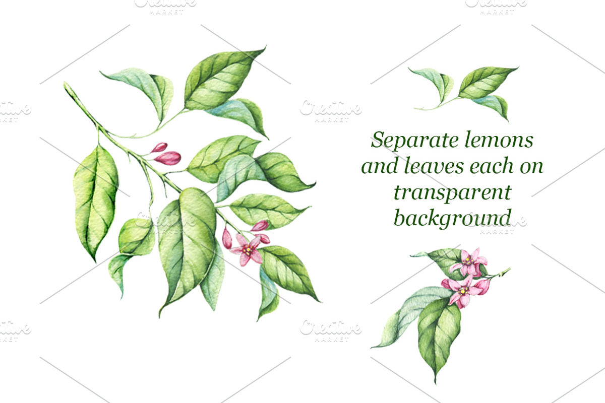 Watercolor Lemons Set, an Illustration by Imaginasty (Photo 4 of 6)