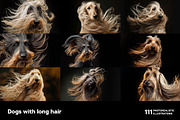 Dogs with long hair. 111 images, an Animal Photo by Handmadefont (Thumbnail 2 of 15)