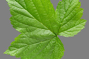 Bundle of isolated green leaves, a Nature Photo by Anatoliy Sadovskiy (Thumbnail 3 of 10)