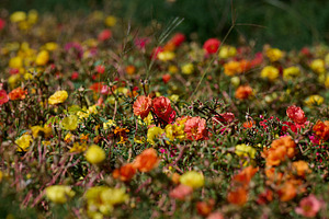 A flower bed with bright small flowers of yellow, orange and red, a Nature Photo by ndanko