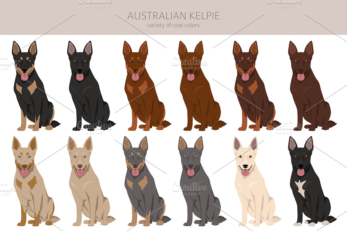 Australian Kelpie clipart, an Illustration by pet design shop (Photo 3 of 6)