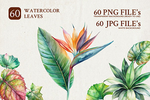 60 Watercolor Leaves Illustrations