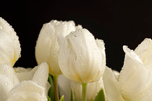 wet and beautiful white tulip flowers, close up on a black background, a Photo by rsoollAI