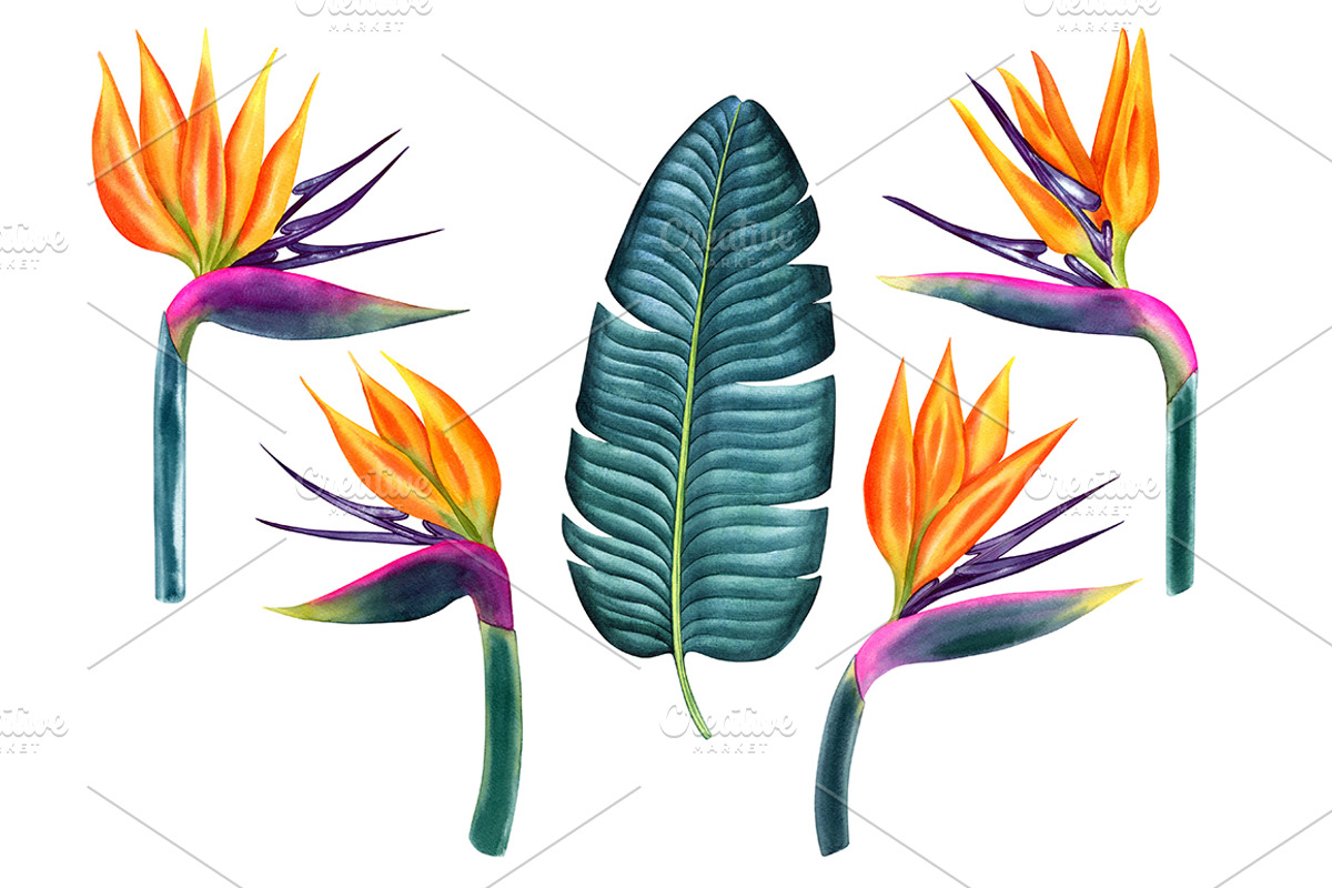 Tropical plants set, an Illustration by Watercolor life (Photo 11 of 13)