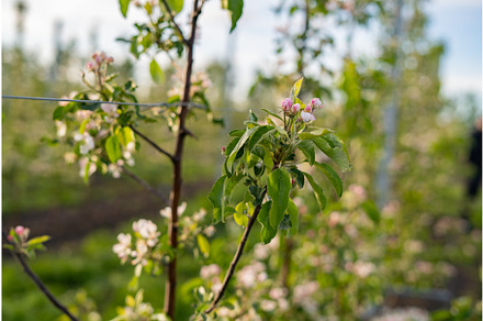 Blooming flowers of apple tree on
