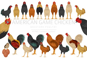 American Game Chicken breed clipart, an Animal Illustration by pet design shop