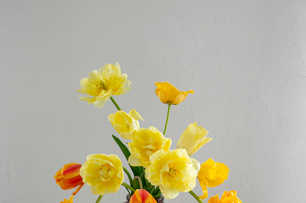 tulips, a Nature Photo by OlgaPilnik