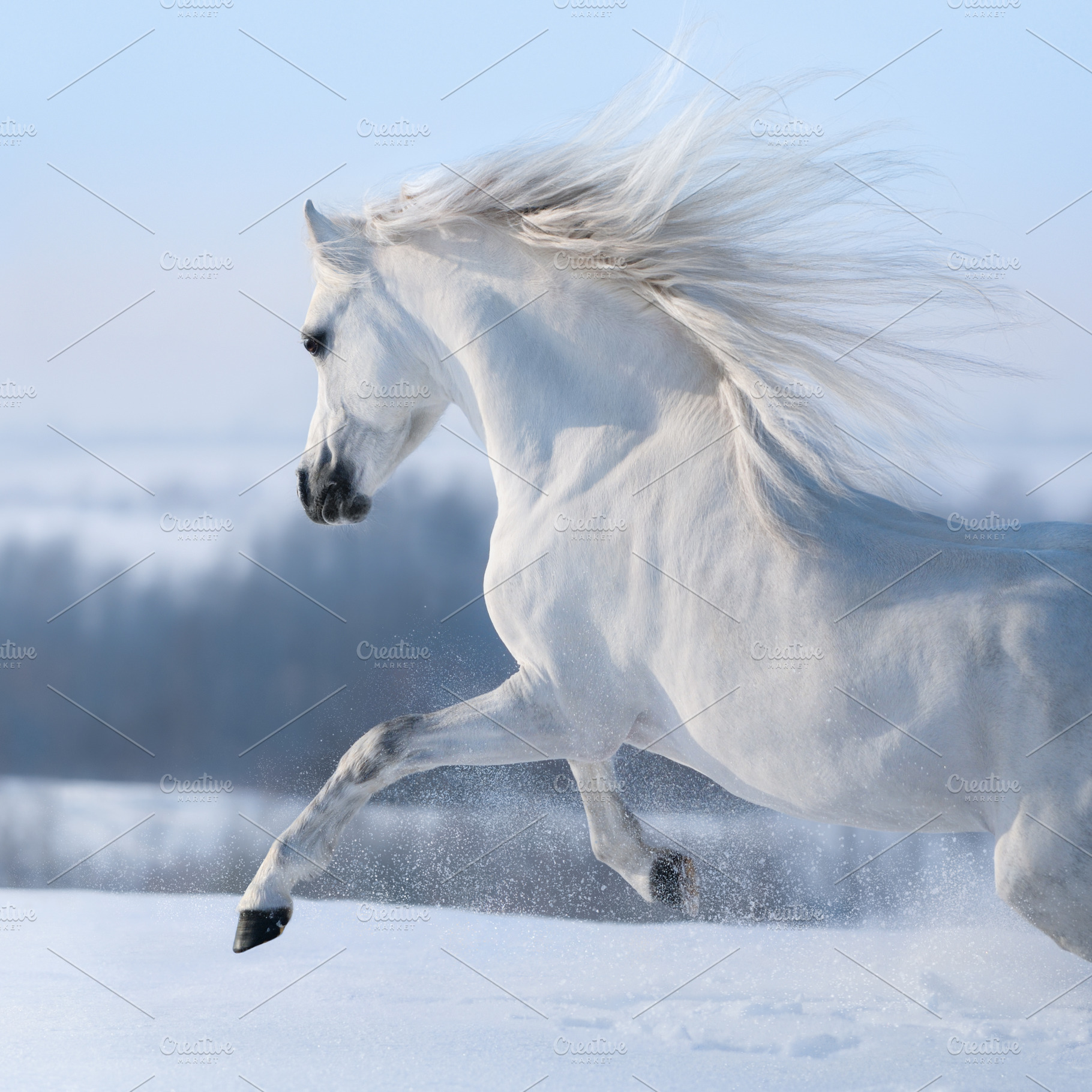 Beautiful white horse with long mane, a Photo by Horses and Dogs