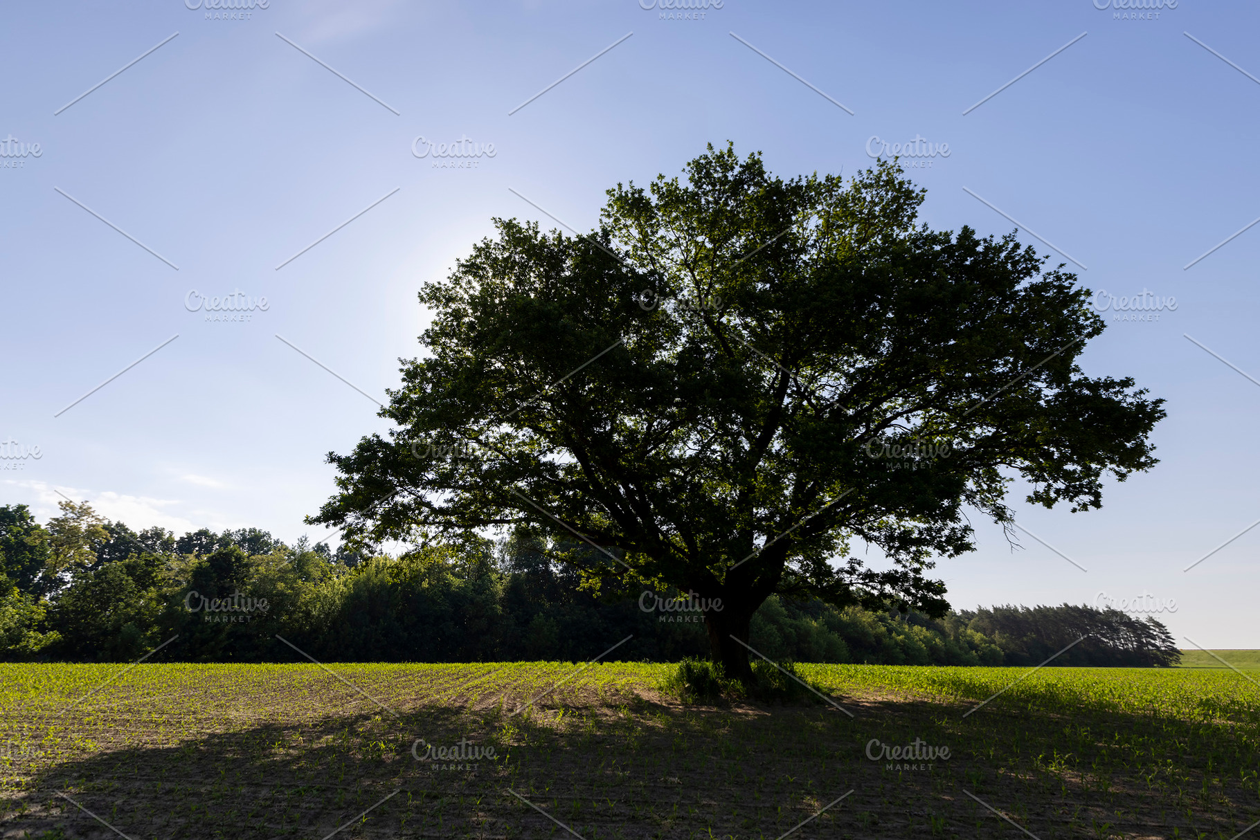 oak in a green cornfield with young sweet corn, an oak in a field with a new cr, a Photo by rsoollAI