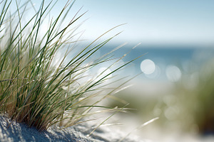 Beach grass growing on sandy dunes, a Nature Photo by MistyDay