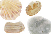 Sea glass, shells and stones. Pack., a Nature Photo by Pullia (Thumbnail 8 of 10)