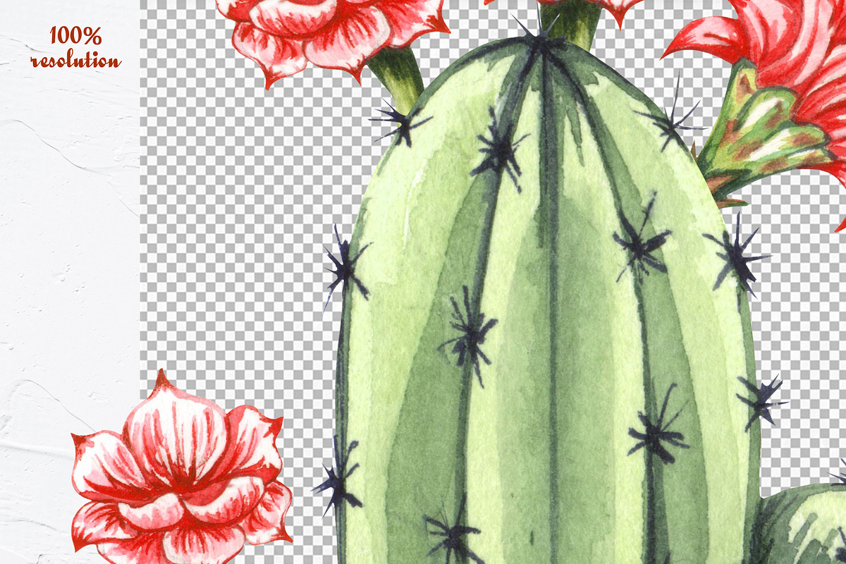 Cactus Watercolor Clipart. Succulent, a Decorative Illustration by BarvArt (Photo 4 of 5)