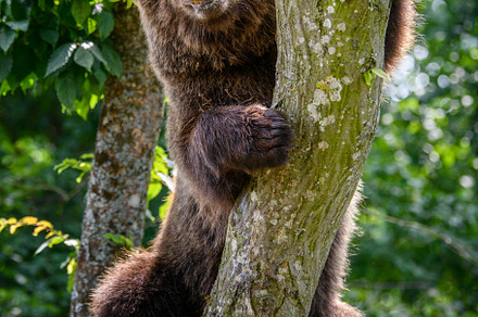 Wild Brown Bear (Ursus Arctos) on tree in the summer forest. Wil, a Background Photo by Byrdyak